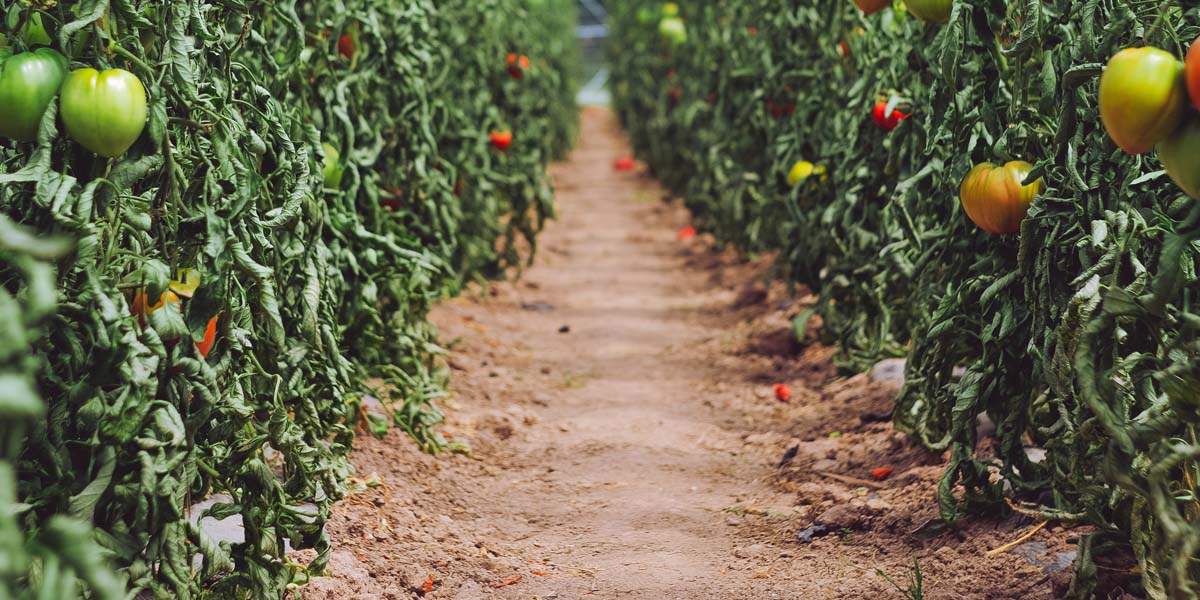 sowing and reaping tomatoes